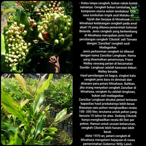 Jual Bibit Pohon Cengkeh Zanzibar Tanaman Herbal Sangsibar Di Lapak