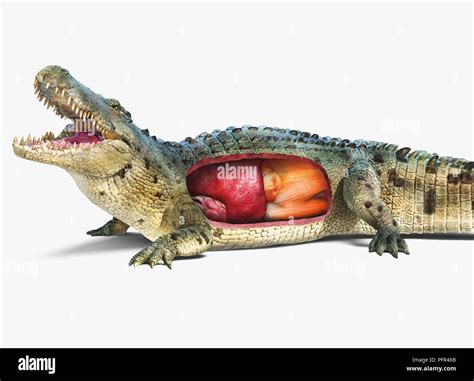 Saltwater Crocodile Anatomy Hot Sex Picture