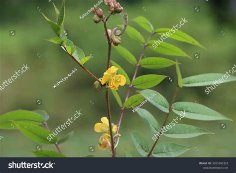 176 Senna occidentalis Images, Stock Photos & Vectors | Shutterstock