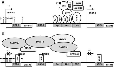 Proposed Model For Transcriptional Regulation Of BRCA 1 Promoter A