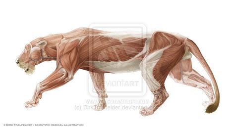 Lion Anatomy Drawing