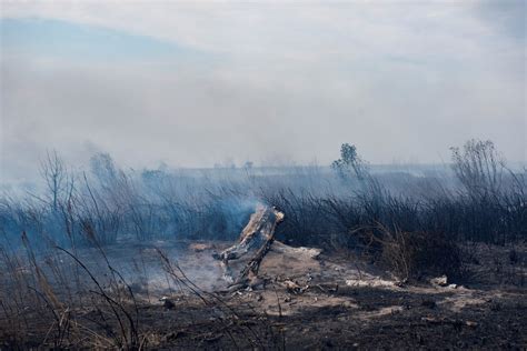 En Fotos Los Incendios En El Delta Del Paraná Ya Afectaron A Más De 10