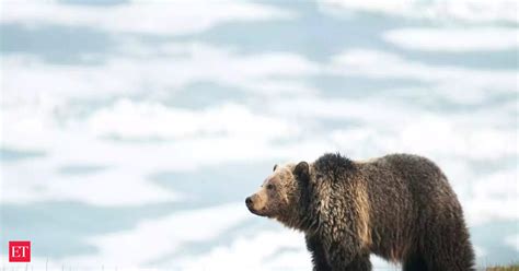 Yellowstone National Park Us Woman Found Dead After Encounter With