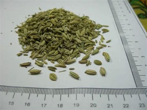 Agrilane Green Fennel Seeds Packaging Type Gunny Bag Packaging Size