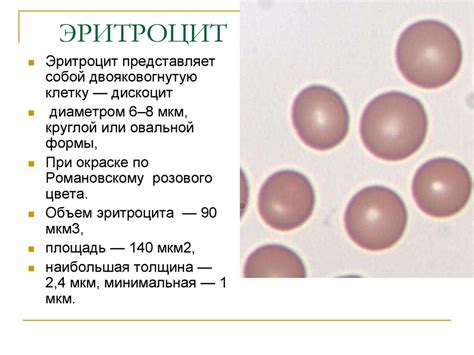 Морфология клеток крови. Эритроциты - презентация онлайн