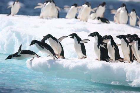 Penguin Facts You May Not Know Discover The World Blog