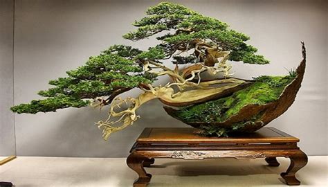 Bons I Pino Todo Sobre Los Bonsai