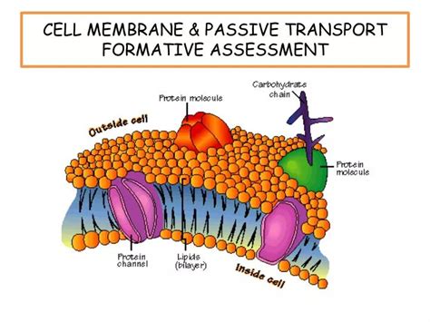 PPT - CELL MEMBRANE & PASSIVE TRANSPORT FORMATIVE ASSESSMENT PowerPoint ...