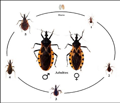 Ciclo De Vida De T Dimidiata El Ciclo Está Compuesto Por Huevo Cinco Download Scientific