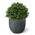 Buxus Bol Deluxe Kunstplant Cm N Maxifleur Kunstplanten