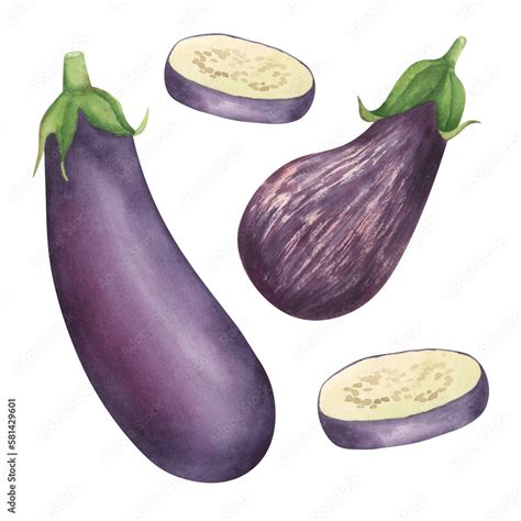 Eggplant Watercolor Illustration Food Hand Drawn Clipart Collection