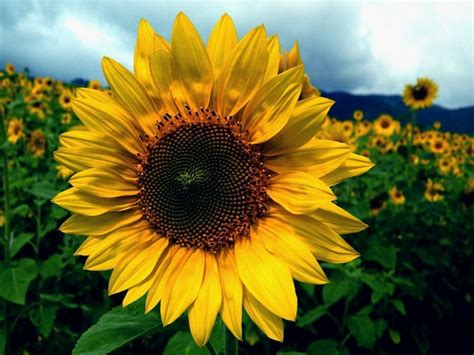 Descubre Todo Sobre La Clasificaci N Taxon Mica Del Girasol