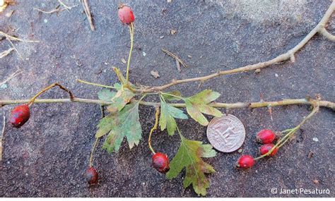 Hawthorn Tree Berries Edible