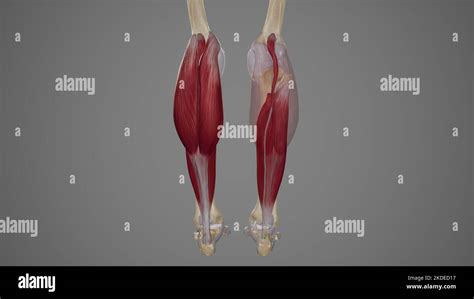 Muscles Of The Lower Leg Lower Extremity Anatomy Notes