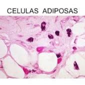 Print Matching Pairs Tipos De Celulas Biolog A Tipos De C Lulas