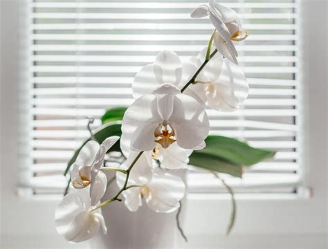 Phalaenopsis Bianca In Fiore O Orchidea Falena Sul Davanzale Della