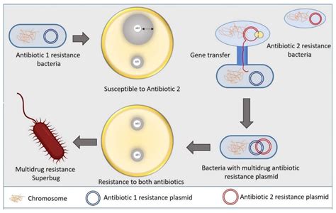 Pharmaceutics Free Full Text Overcoming Multidrug Resistance Of Antibiotics Via Nanodelivery