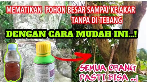 Lakukan Dengan Cara Ini Semua Pohon Cepat Mati[[ Cara Mematikan Pohon Dengan Mudah Youtube