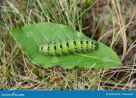 Gran Oruga Verde Del Emperador Moth Saturnia Pavonia Sentado En La Hoja