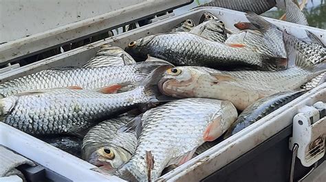 Umpan Dilempar Langsung Di Sambar Mancing Wader Di Spot Ini Ikan