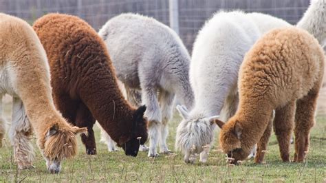 Mastering Alpaca Farming Raise Adorable Furry Friends