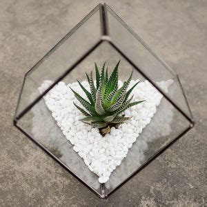 Glass Cube Succulent Terrarium Kit By Dingading