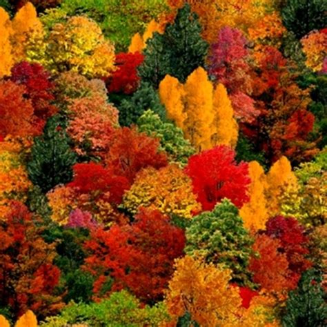 Cotton Fabric - Nature Fabric - Landscape Medley Fall Colored Trees ...