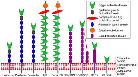 Ctype Lectins Facilitate Tumor Metastasis Review