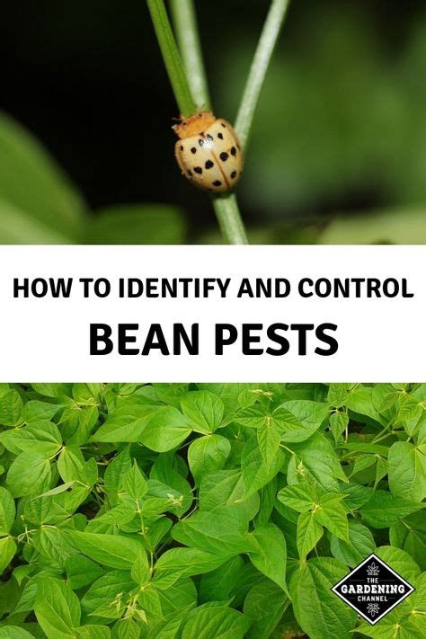 Bean Pests How To Identify And Control Garden Pests Garden Pest