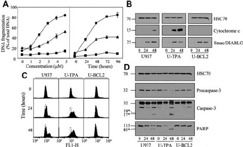 Tpa Induced Differentiation Sensitizes U Cells To Arsenic Trioxide