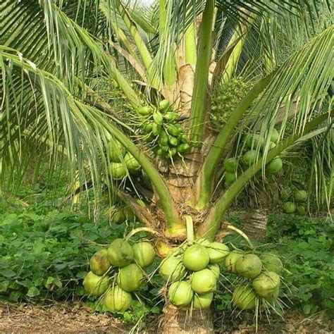 Tumbuhan Pokok Kelapa Pandan Hybrid Shopee Malaysia