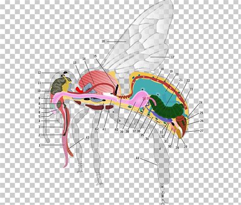 Western Honey Bee Anatomy Worker Bee Human Body PNG, Clipart, Anatomy, Angle, Apoidea, Beak, Bee ...