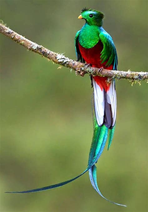 The Resplendent Quetzal The Sacred Bird Of The Maya Animals Aves