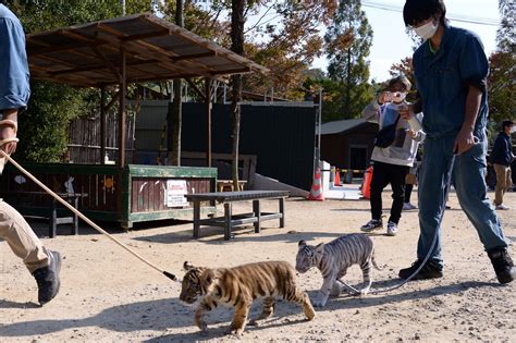 3年ぶりのホワイトタイガー誕生。可愛さ爆発の双子トラと成長見守る飼育員 ほ・とせなnews