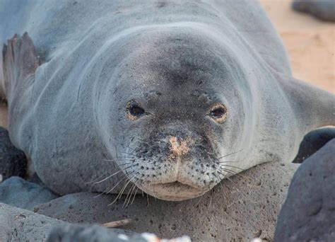 Peligro de extinción animales marinos Atlantik Surf