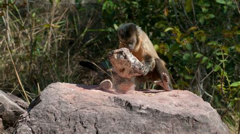 Which animals have entered the 'Stone Age'? | Live Science