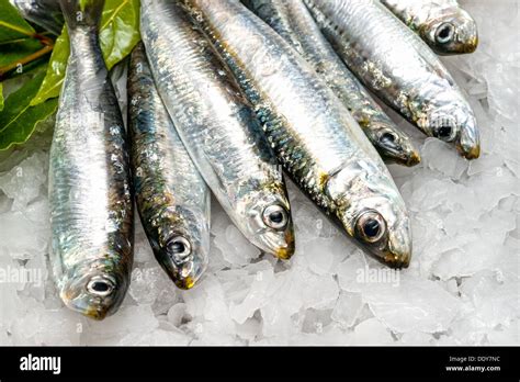 Sardines Hi Res Stock Photography And Images Alamy