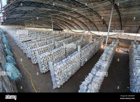 Edible mushroom cultivation greenhouse, North China Stock Photo - Alamy