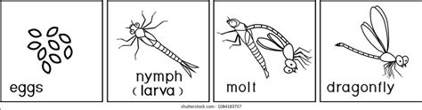 Dragonfly Life Cycle