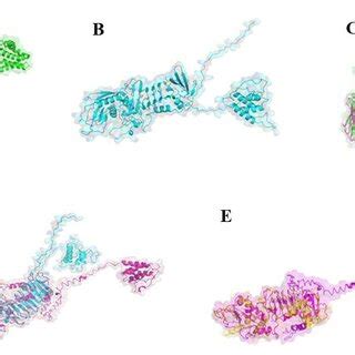 D Structures Of The Selected Fusion Protein Were Predicted By A