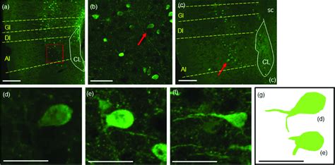 A Few Fezf2 Positive Neurons In The Mouse Insular Cortex Exhibited Fork