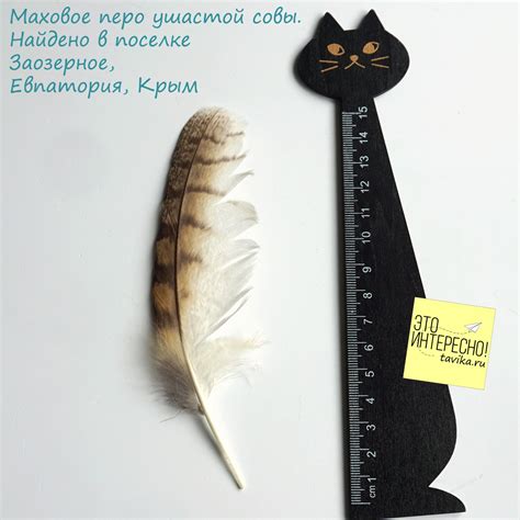 Как собирать и хранить коллекцию перьев птиц - tavika.ru
