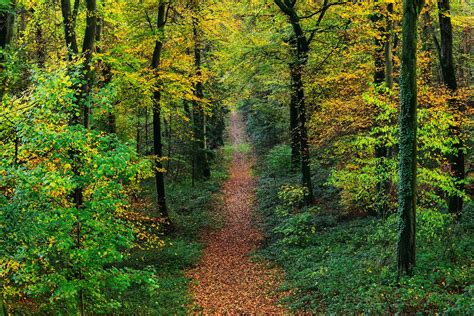 weg durch den wald foto bild landschaft jahreszeiten herbst