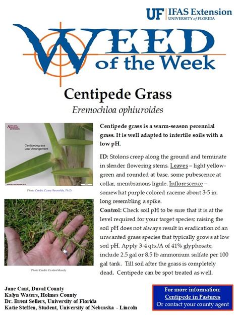 Centipede Grass - Weed of the Week - UF/IFAS Extension Duval County