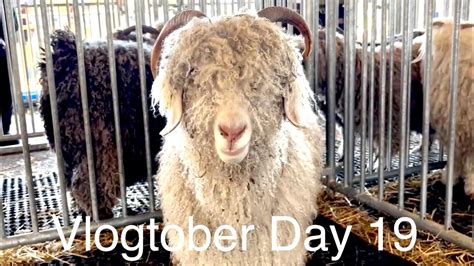 Rhinebeck New York Sheep And Wool Vlogtober Day Youtube