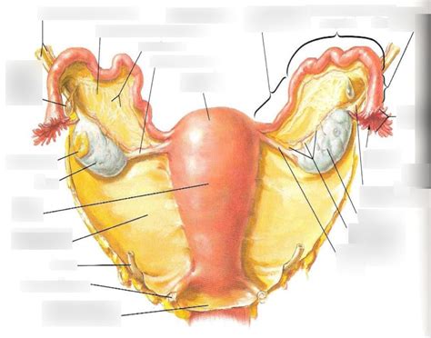 Posterior Ovary Fallopian Tubes Uterus Vagina Diagram Quizlet