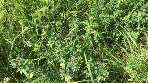 Rough Stalk Bluegrass Orchard Grass Alfalfa And Cutting Height Youtube