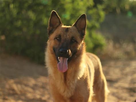 Personalidade Do Pastor Alemão Guia Completo The Dog Parent