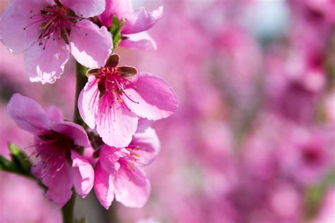 Pink Plant Beauty In Nature Focus On Foreground Bloom Outdoors