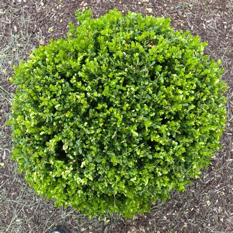 Buxus Microphylla Wintergreen